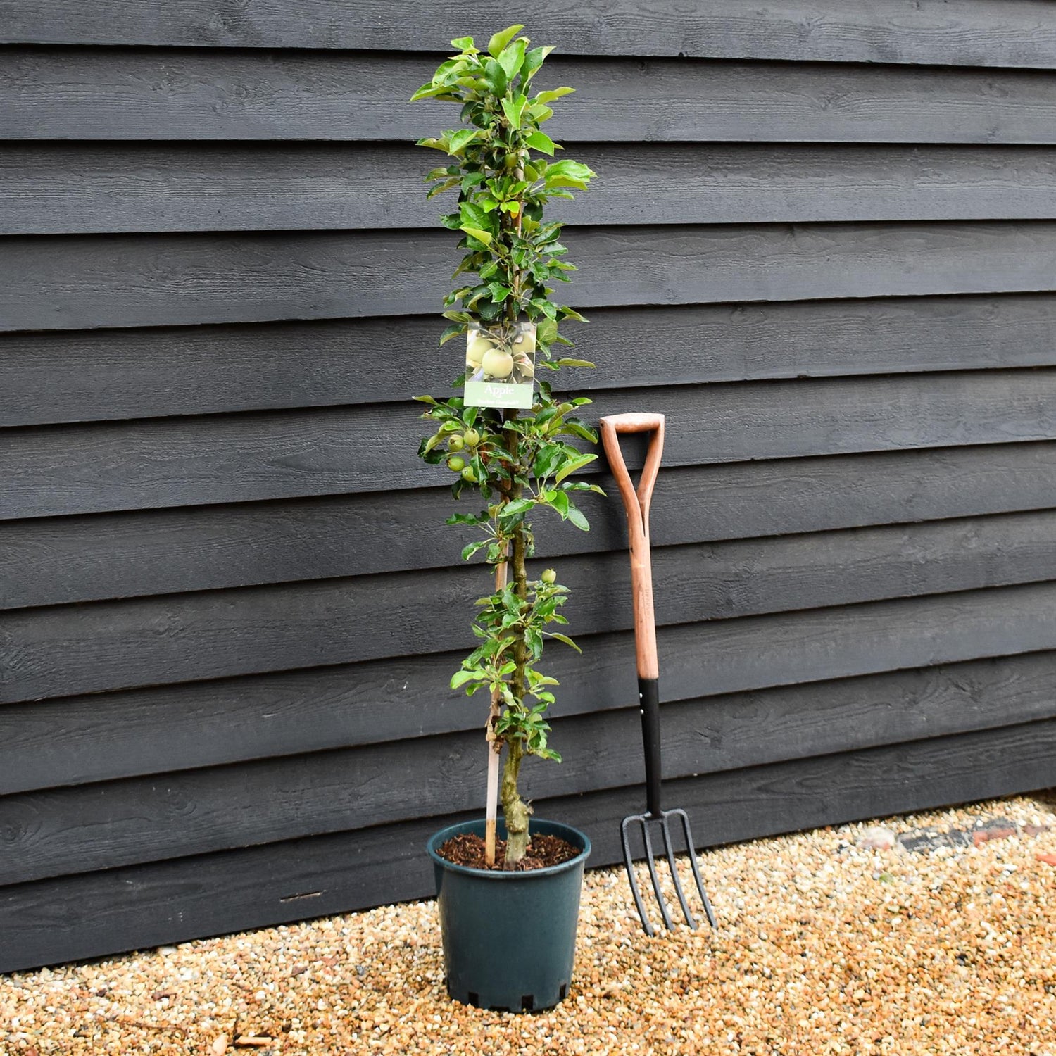 Apple tree 'Greenfinch' (Starline) | Malus domestica - 130-150cm - 10lt