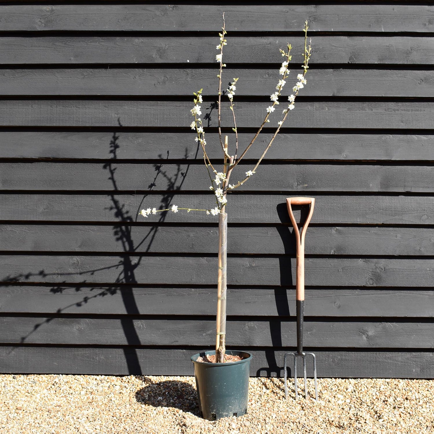 Damson 'Merryweather' | Prunus insititia - 150-170cm - 12lt