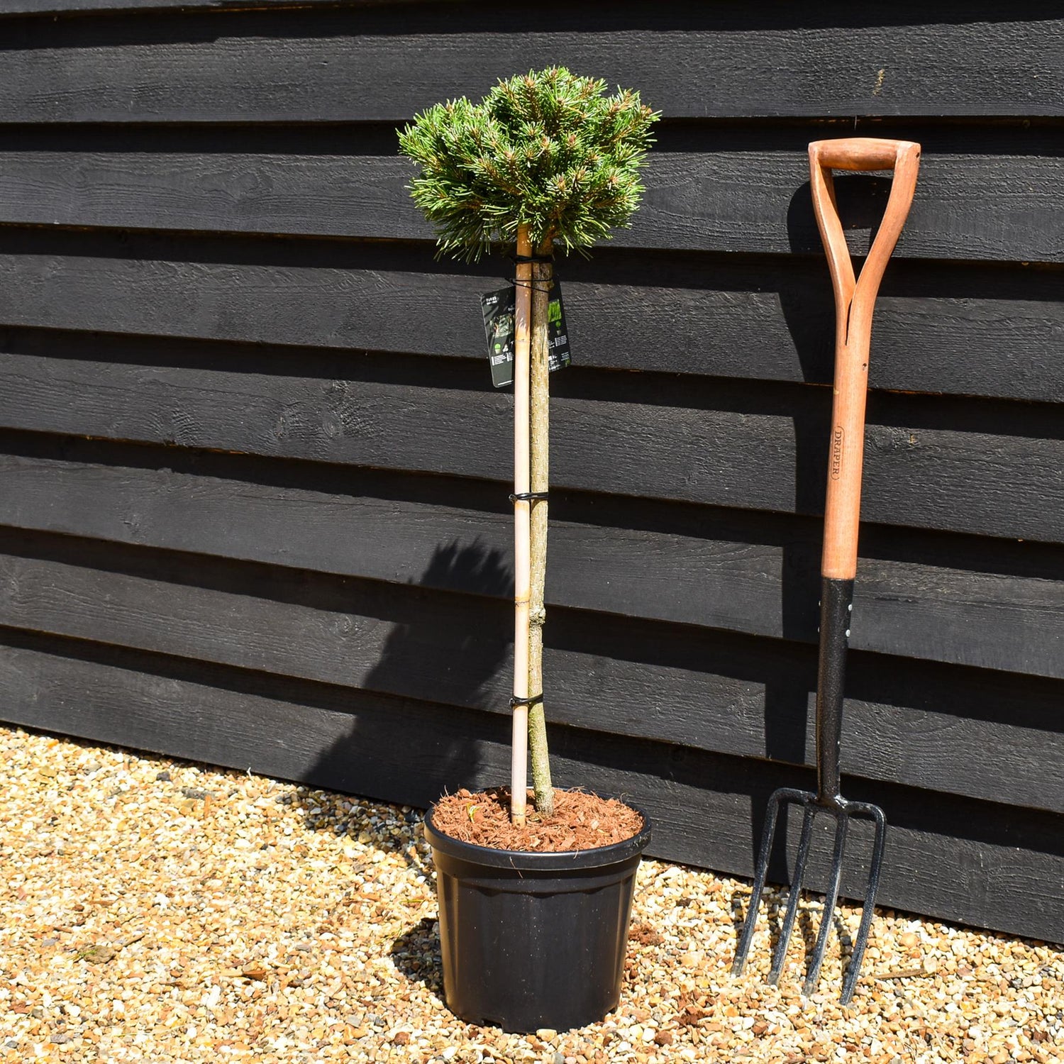 Pinus uncinata 'Wiel' - Clear Stem 60cm - Girth 6cm - Height 80-90cm - 8lt