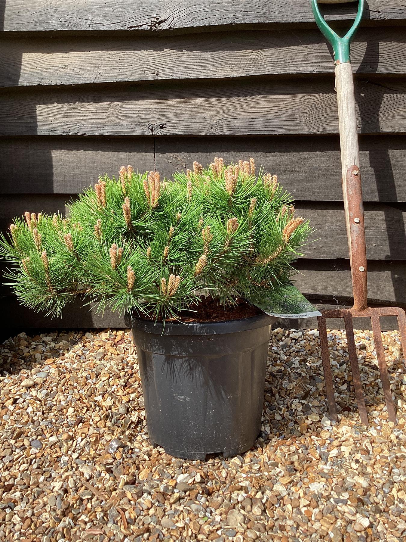 Pinus densiflora 'Low Glow' | Japanese red pine 'Low Glow' - Height 30cm - Width 50cm - 15lt