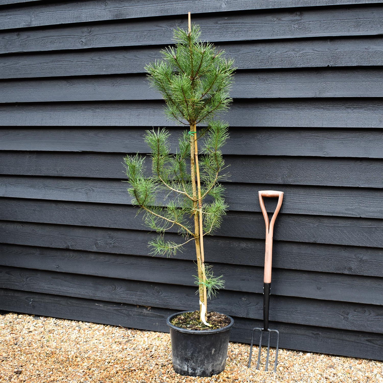 Pinus contorta - Lodgepole Pine - Height 150-200cm - 20lt