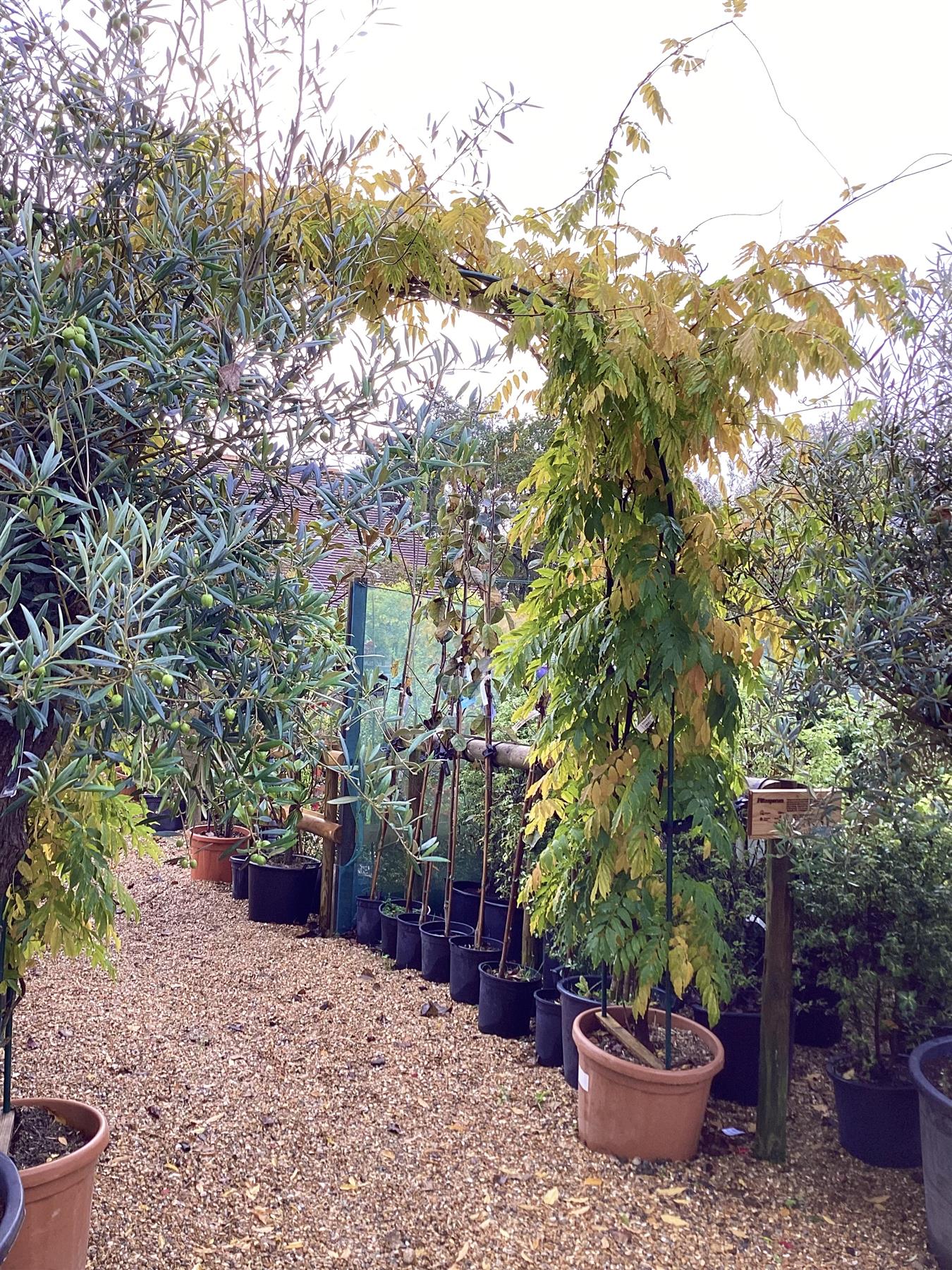 Wisteria sinensis - Arch - 260-270cm, 45lt