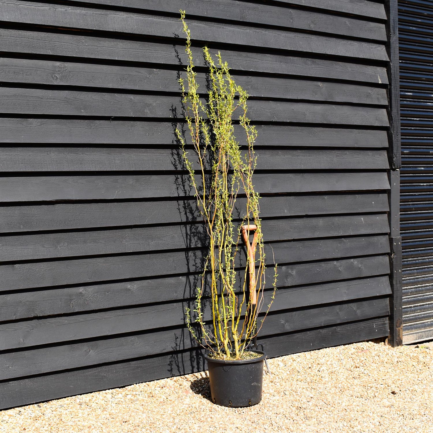Salix babylonica var. pekinensis 'Tortuosa' | Corkscrew Willow - Height 175-195cm - 20lt
