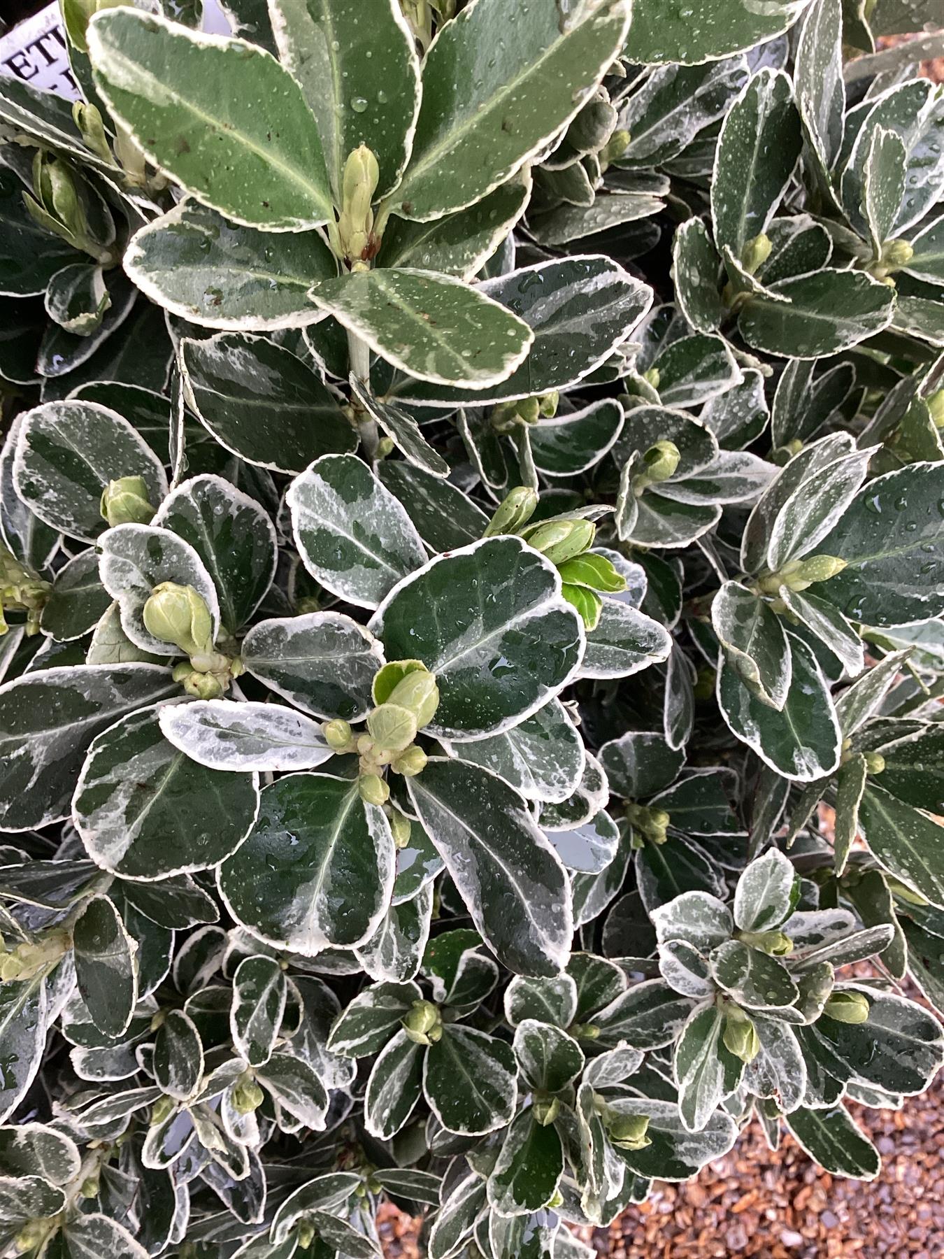 Euonymus Japonicus 'Aureomarginatus' - 60-80cm - 25lt