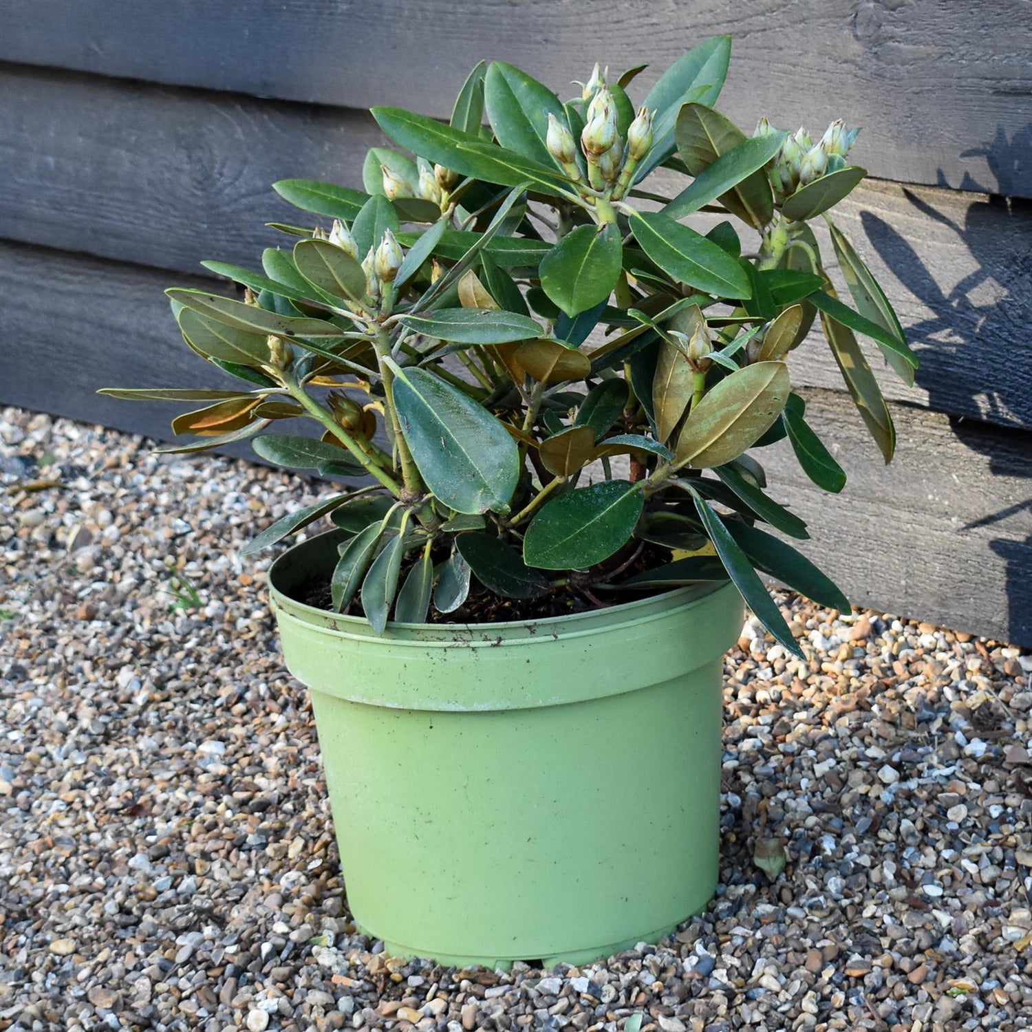 Rhododendron Yakushimanum 'Silberwolke' - Shrub - Height 30-40cm - 10lt
