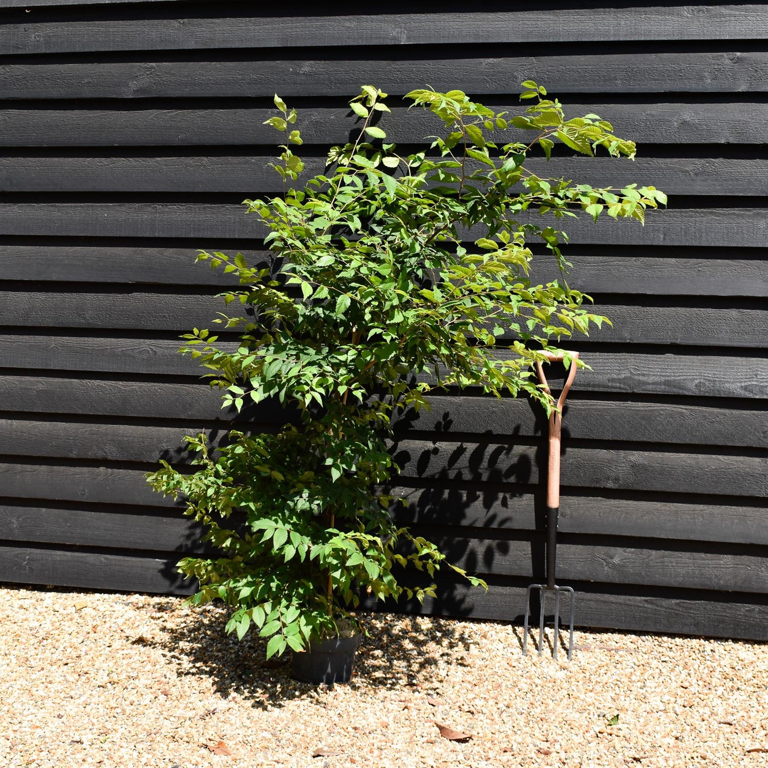 Zelkova Serrata - Pot Grown - Height 60-100cm - 5lt