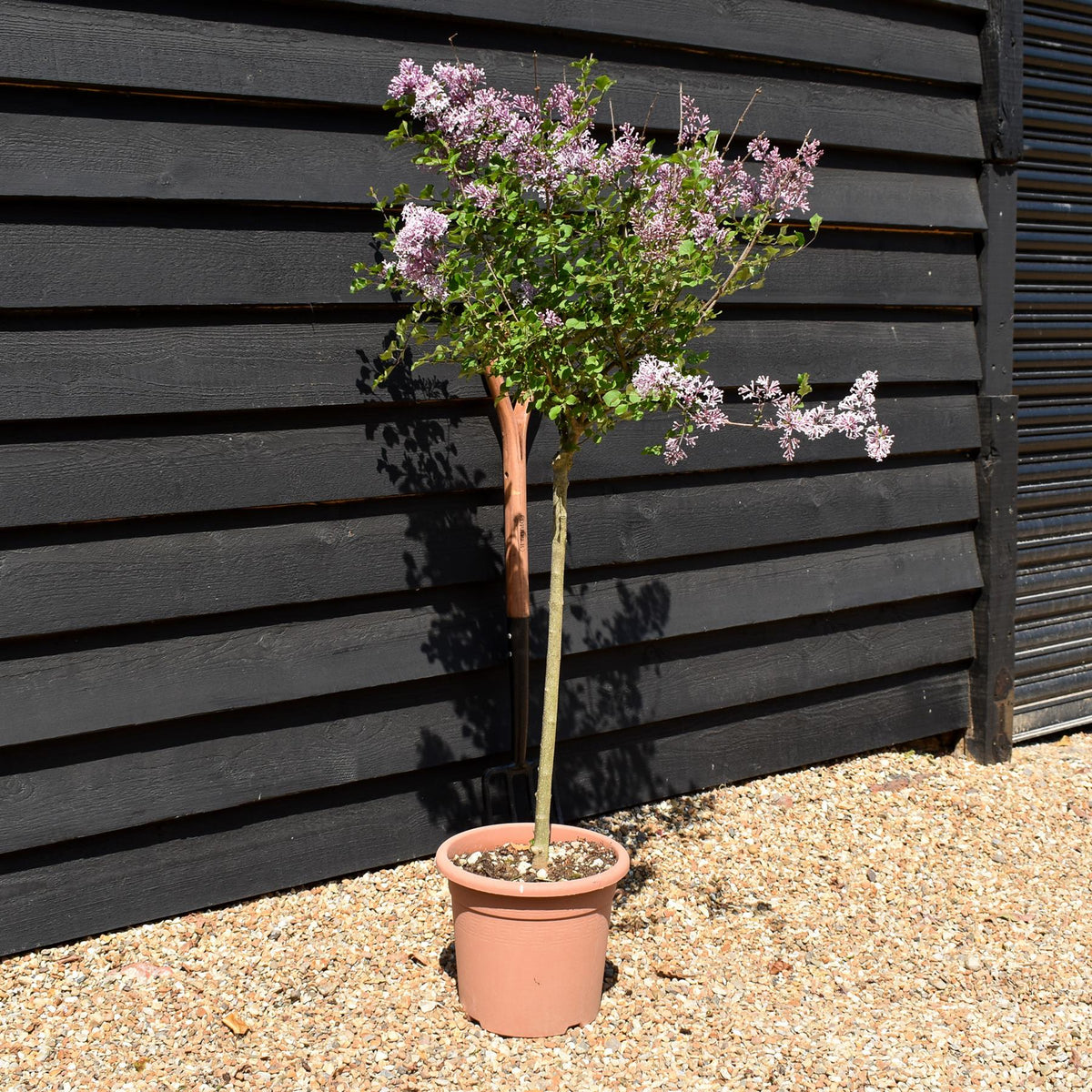 Syringa meyeri 'Palibin' - Stem 60cm - Height 110-120cm - 9lt