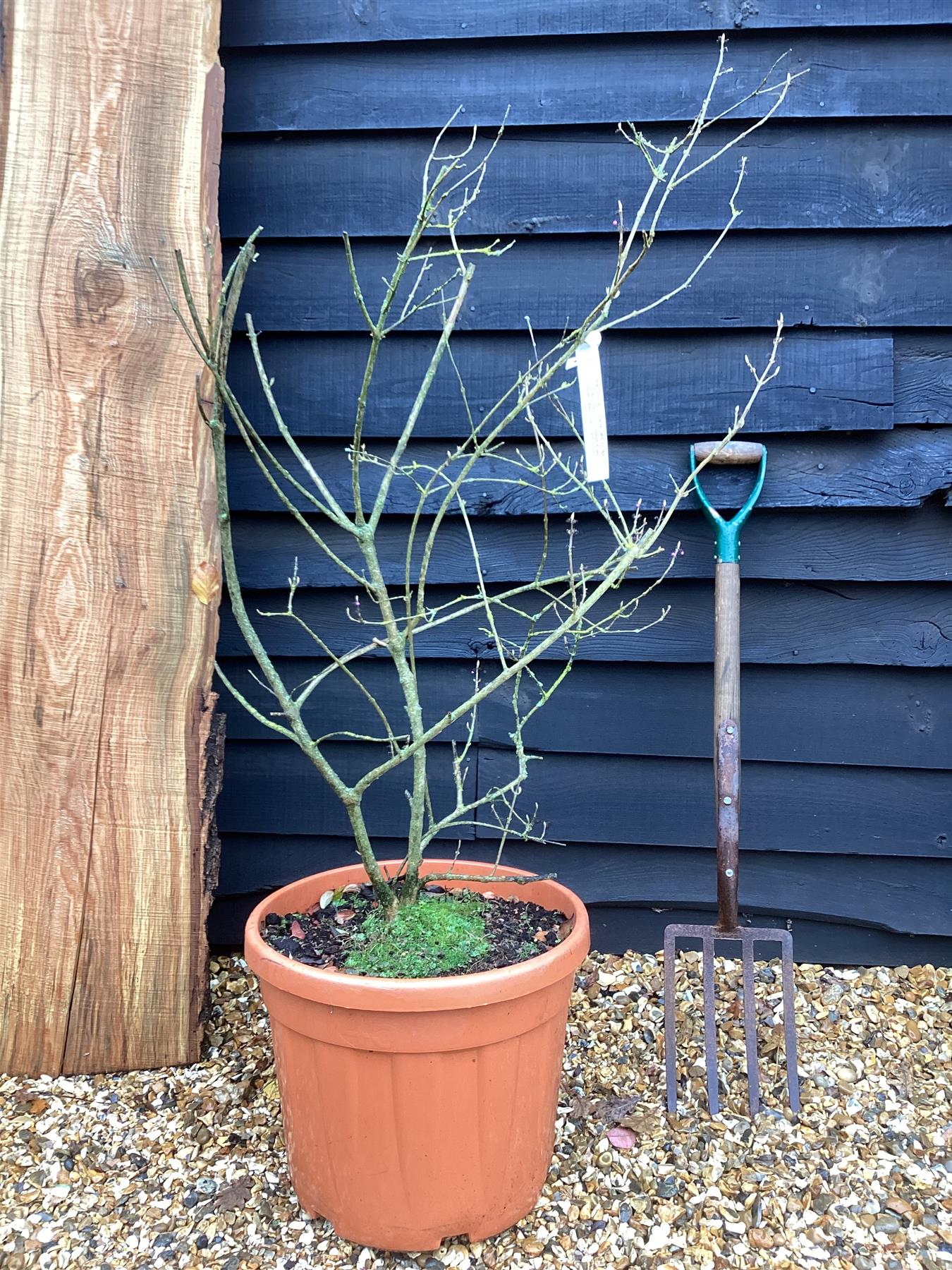 Callicarpa bodinieri var. giraldii 'Profusion' - 160-180cm, 35lt