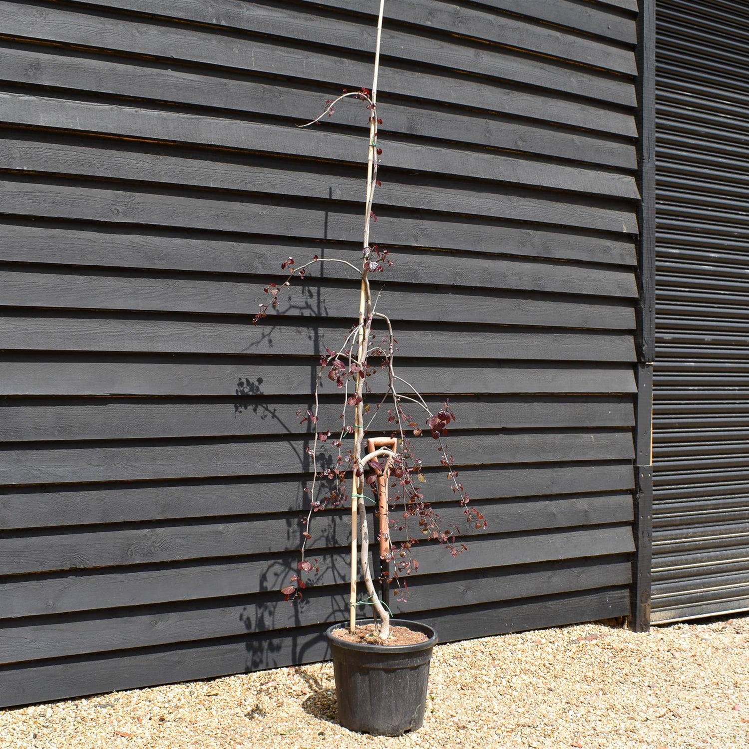 Cercis canadensis 'Ruby Falls' | Eastern Redbud - Twisted stem - Height 160-180cm - 30lt