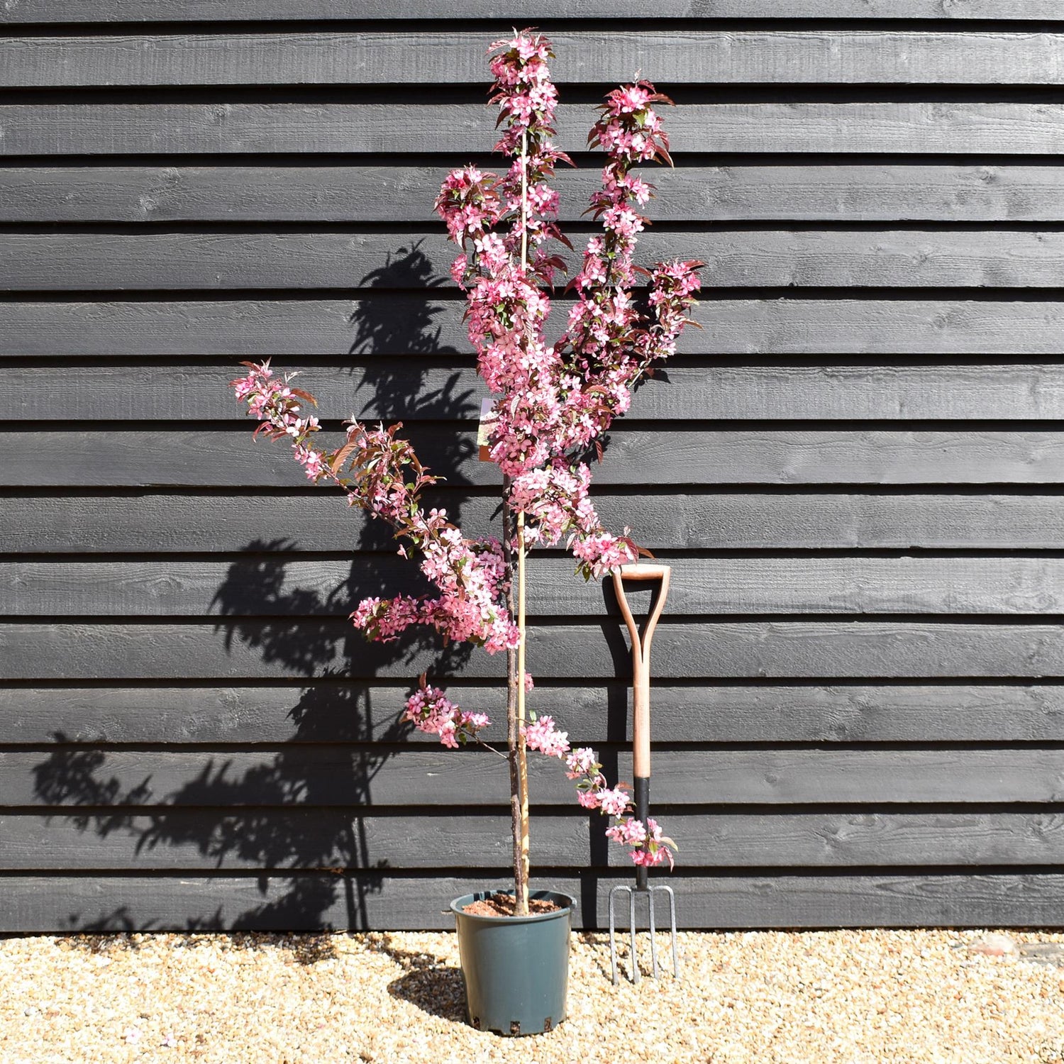 Crab apple | Malus Royal Raindrops - Height 160-180cm - 12lt