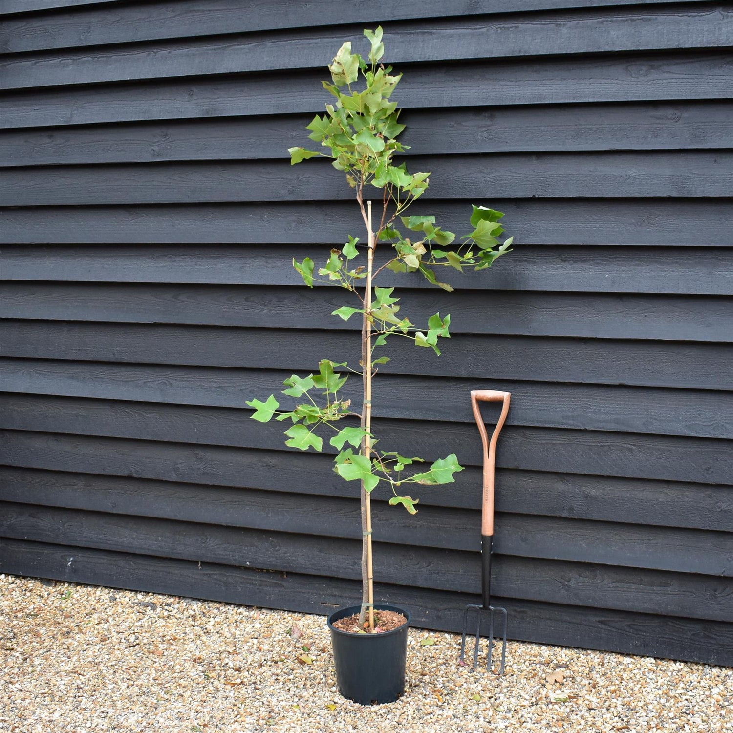 Liriodendron tulipifera | Tulip Tree - Height 180-190cm - 12lt