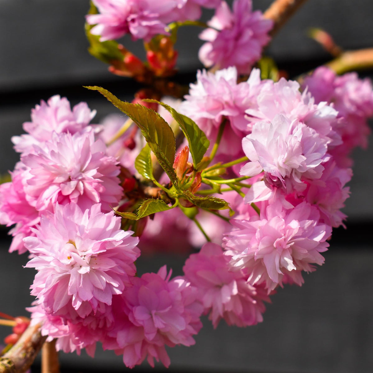 Prunus 'Kiku-shidare-zakura' | Weeping Oriental Cherry - Clear Stem 120cm - Girth 6-8cm - Height 150-200cm - 10lt