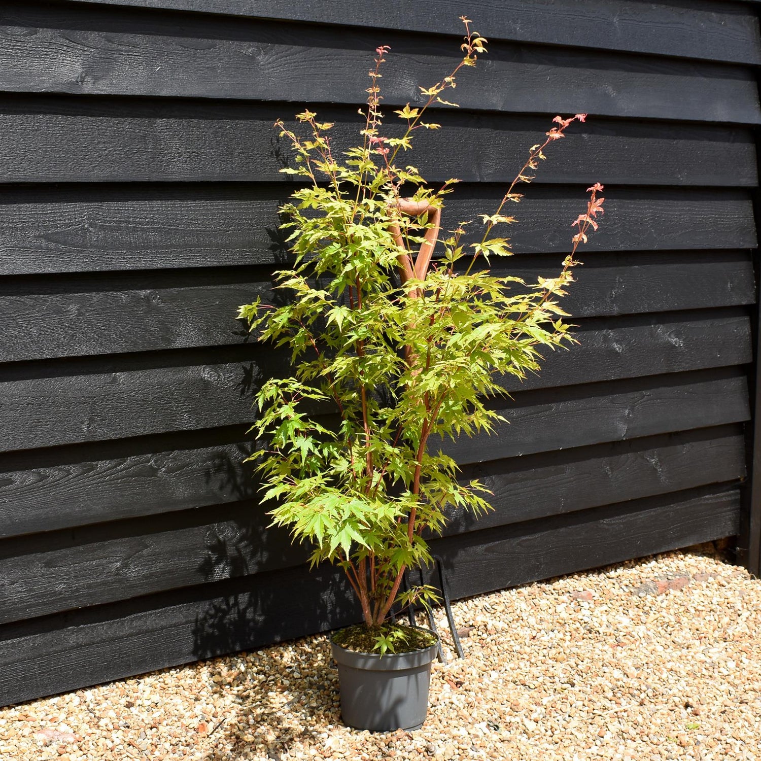 Red Bark Japanese Maple | Acer palmatum 'Sango-kaku' - Bushy - Height 70-80cm - 4lt