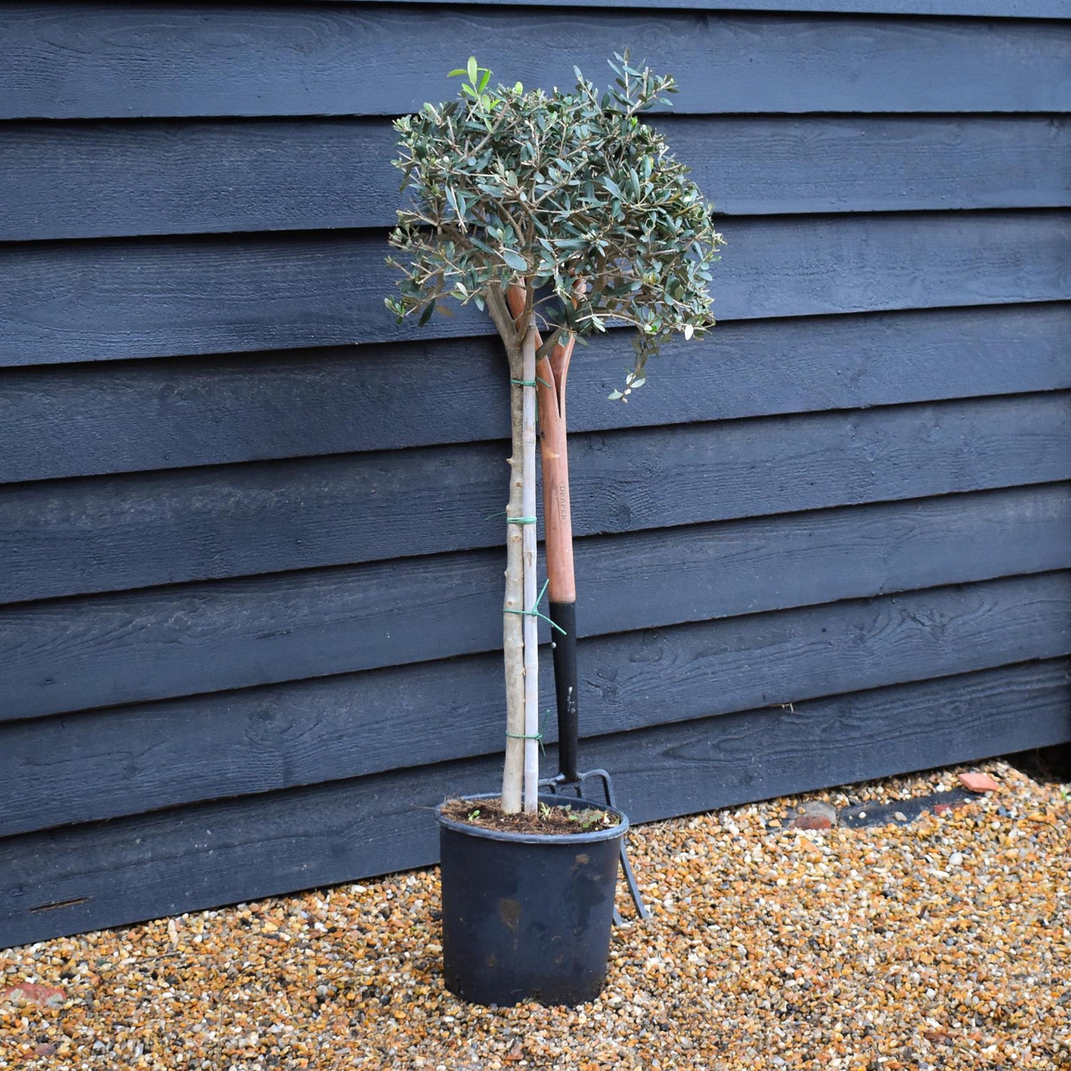 Olive Tree | Olea Europea - Clear Stem - Height  90-110cm - 10lt