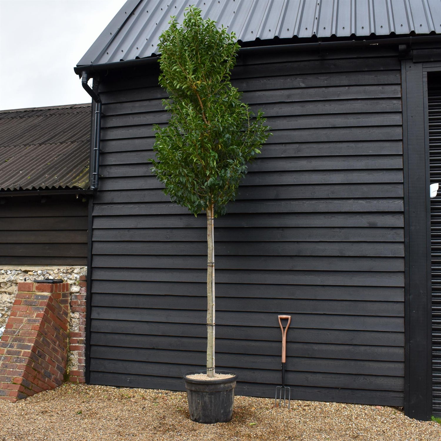 Portuguese Laurel | Prunus lusitanica 'Angustifolia' - Height 250-300cm - 70lt