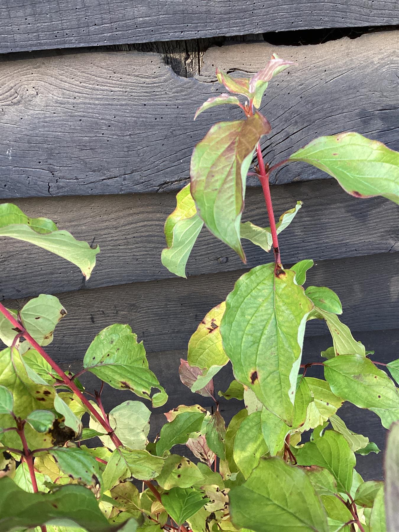 Cornus alba 'Midwinter Fire' | White dogwood 'Midwinter Fire' - 40-70cm, 5lt