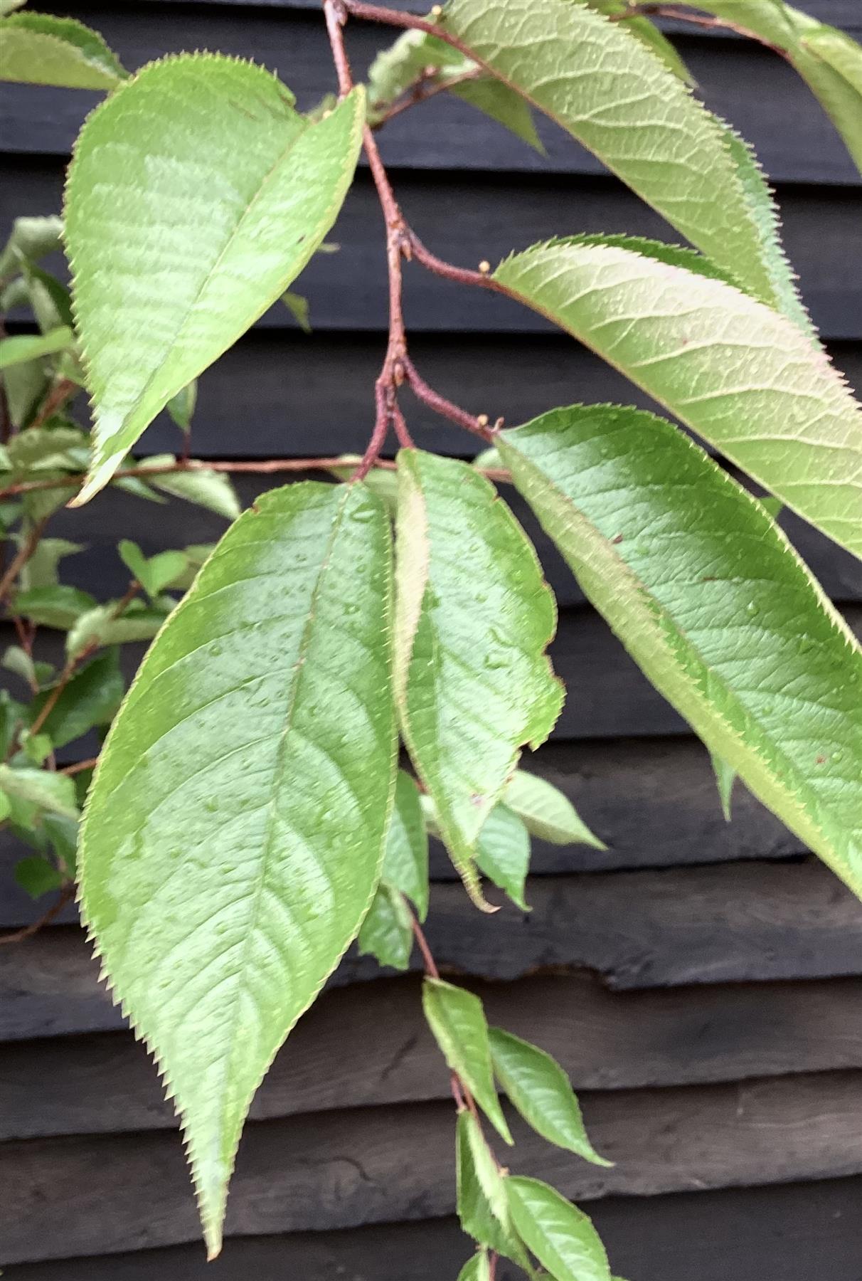 Prunus 'Accolade' | Cherry 'Accolade' - 180-220cm, 10lt