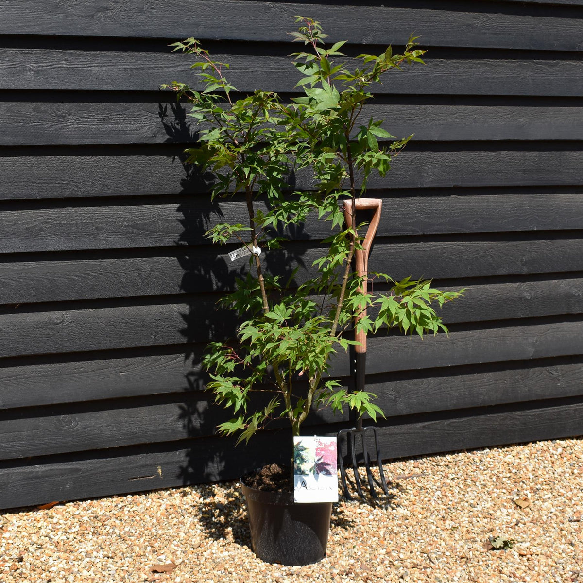 Acer palmatum 'Osakazuki' | Japanese Maple - Bushy  - Height 100 - 120cm - 10lt