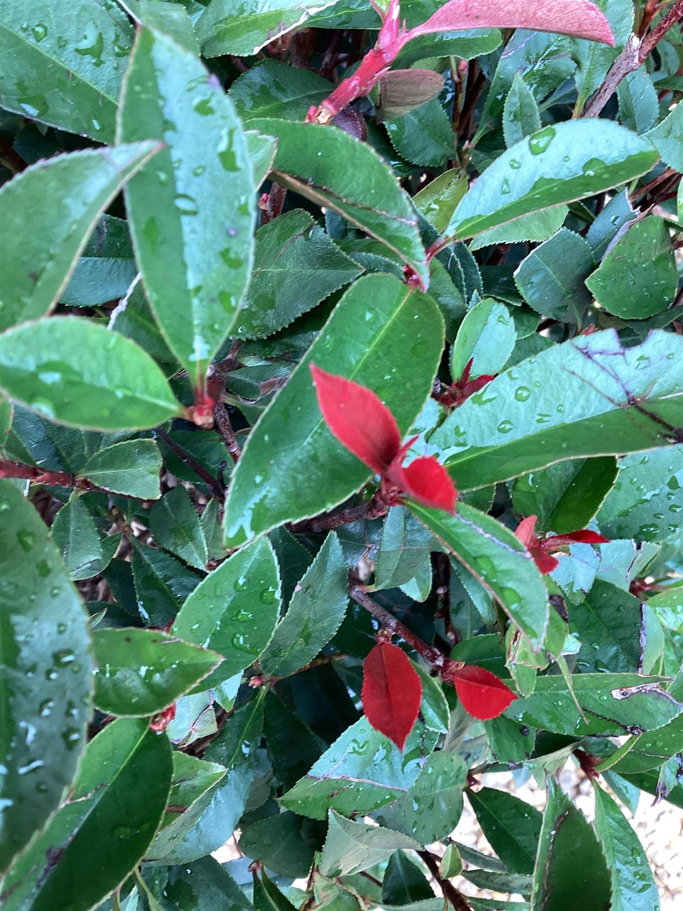 Photinia Red Robin - Compacta - Ball - 80-90cm, 25lt