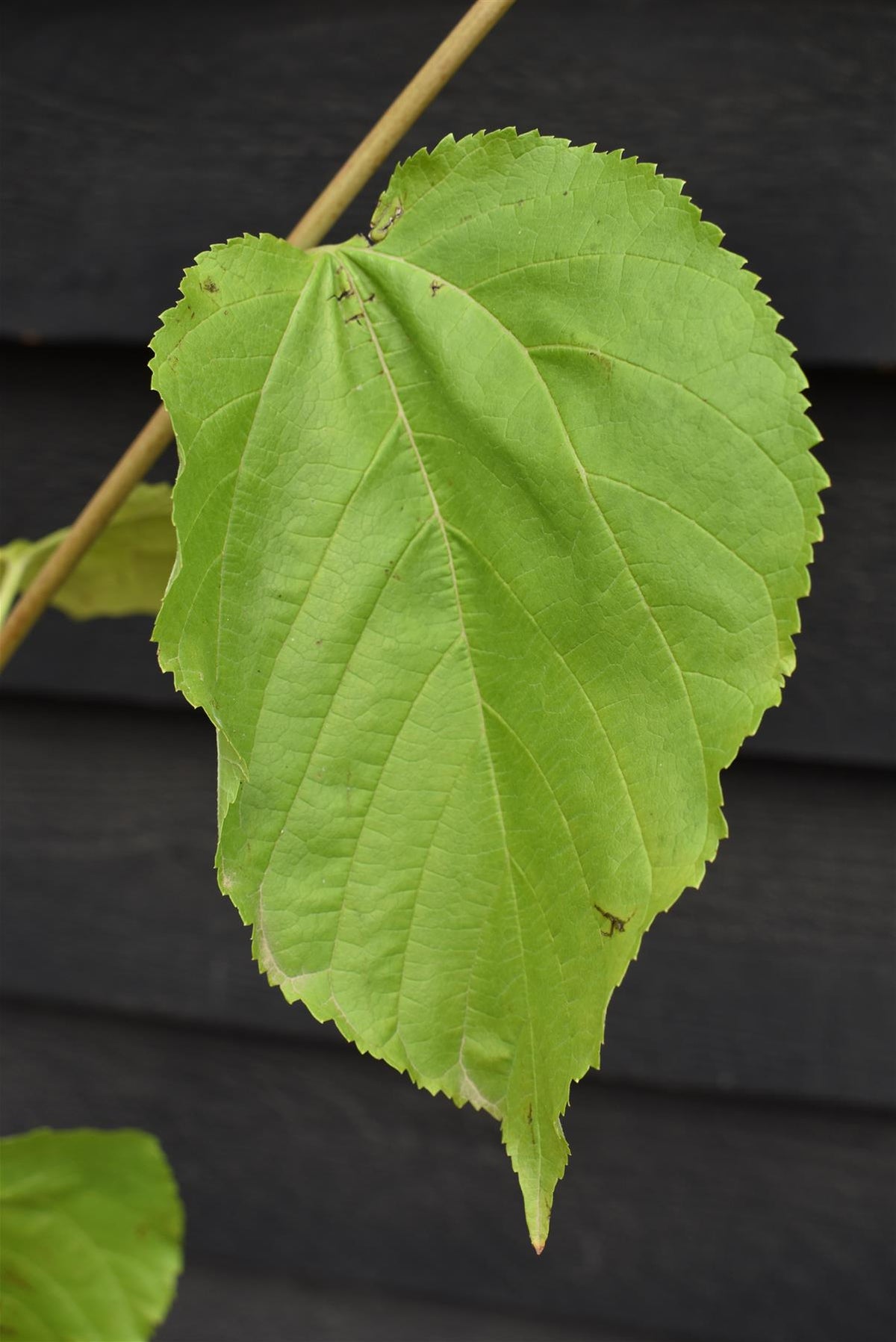 Morus Nigra 'Wellington'| Black Mulberry Tree - Height 140-170cm, 12lt