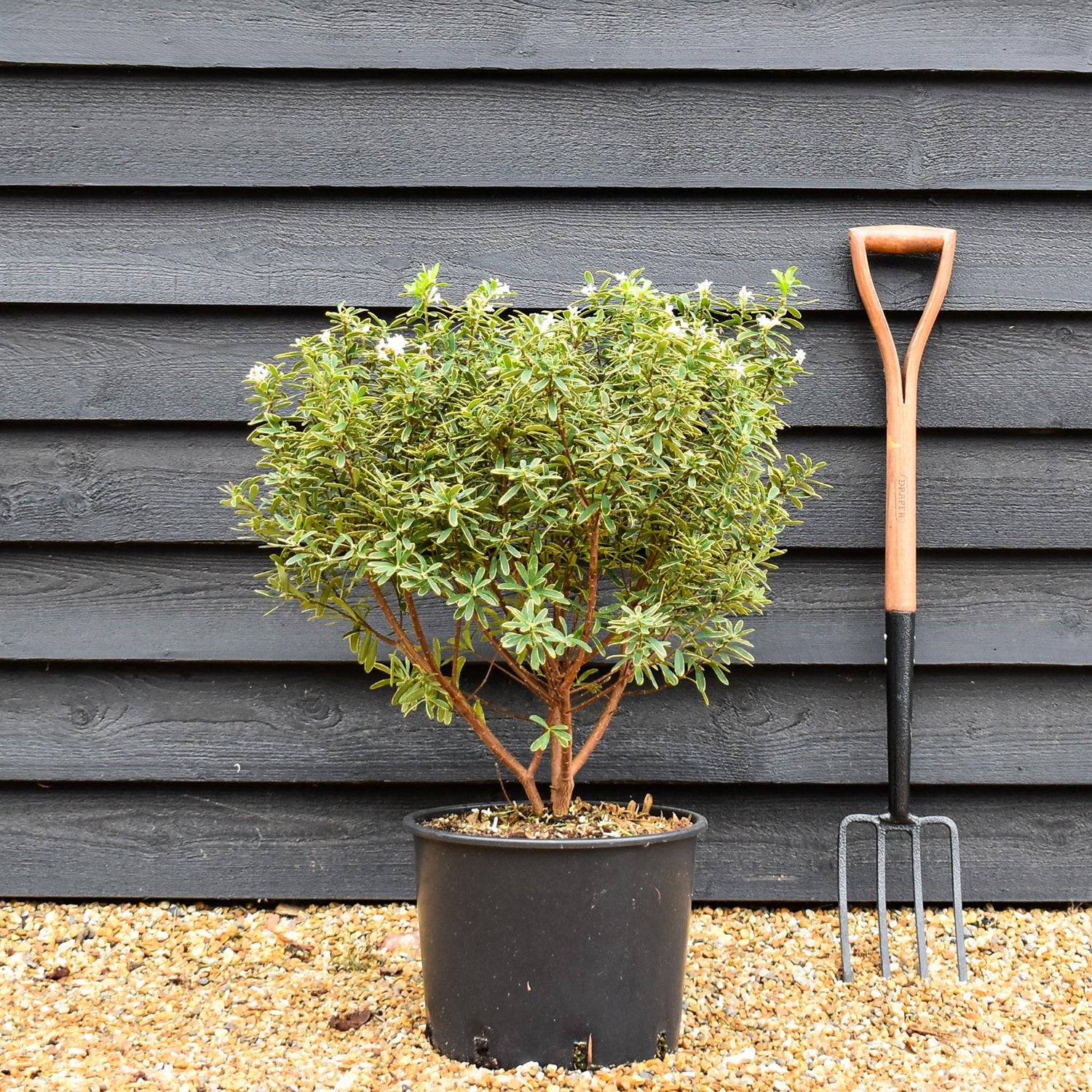 Daphne transatlantica Summer Ice  - Established - Height 40cm - Width 40-50cm - 20lt
