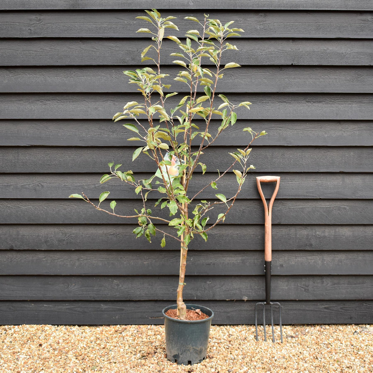 Apple tree 'Cox Orange Pippin' | Malus domestica - M26 - Semi- Dwarfing - 150-160cm - 10lt