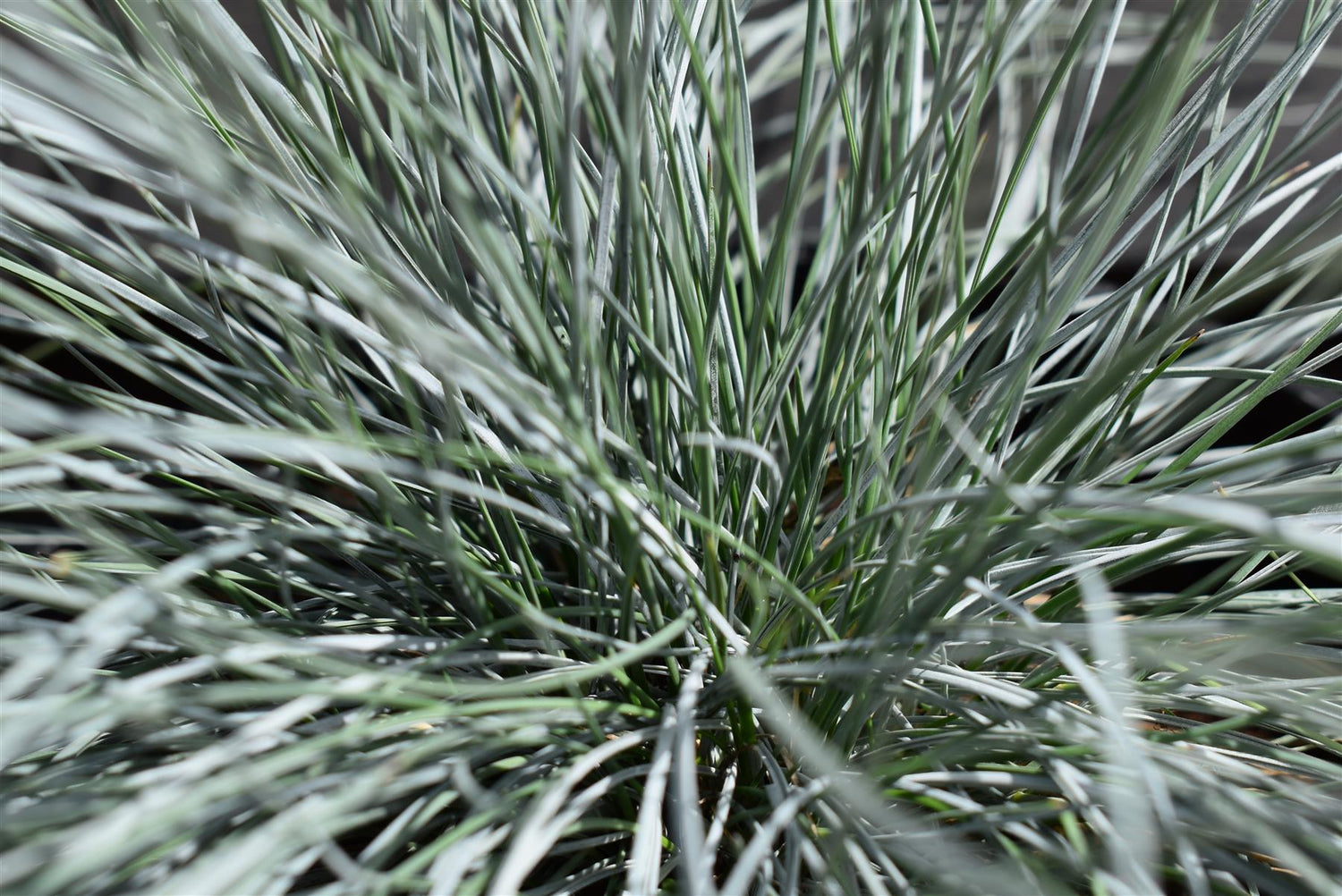 Festuca Glauca 'Intense Blue' - 20-25cm, 3lt