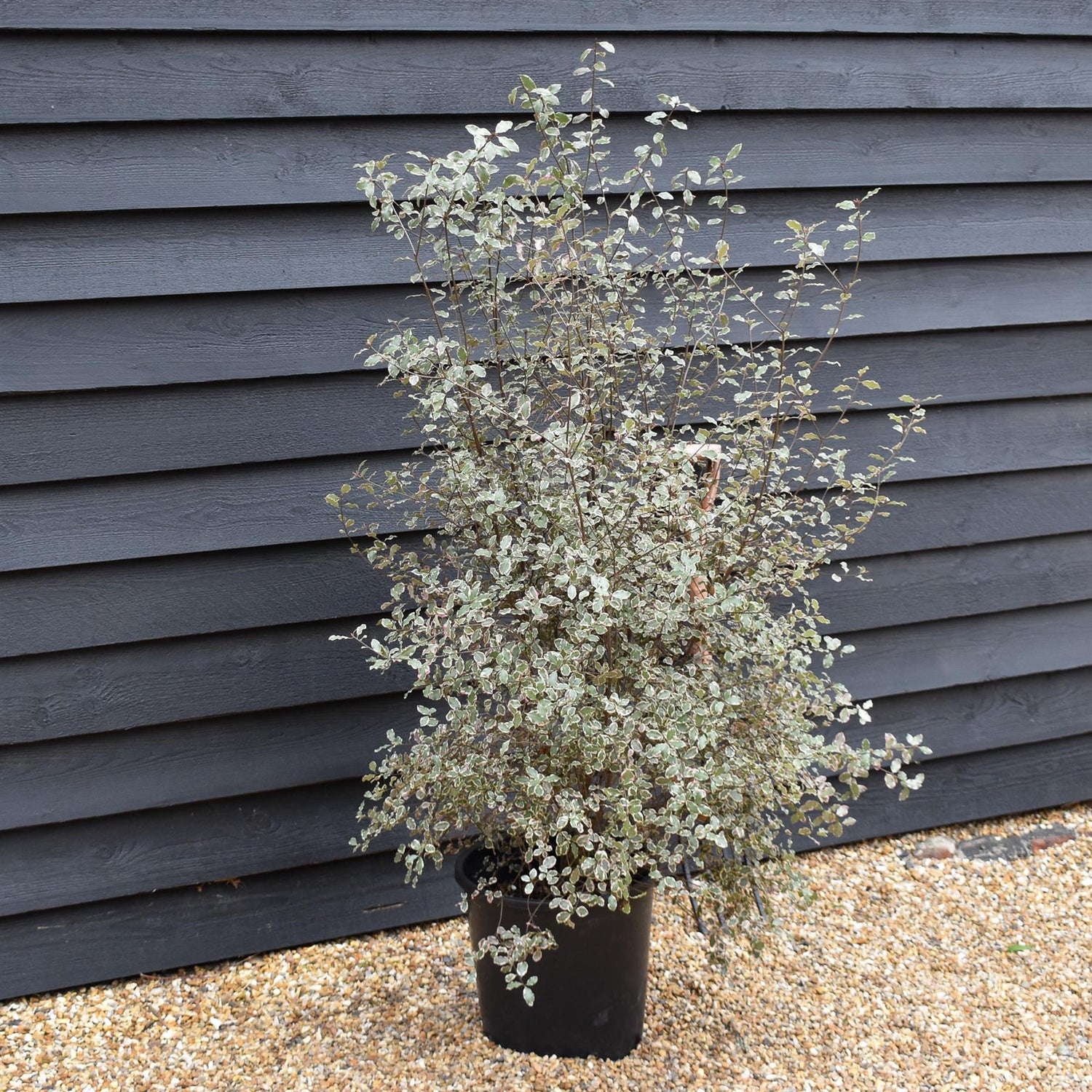 Pittosporum tenuifolium 'Victoria' - Shrub - Height 160-180cm - 25lt