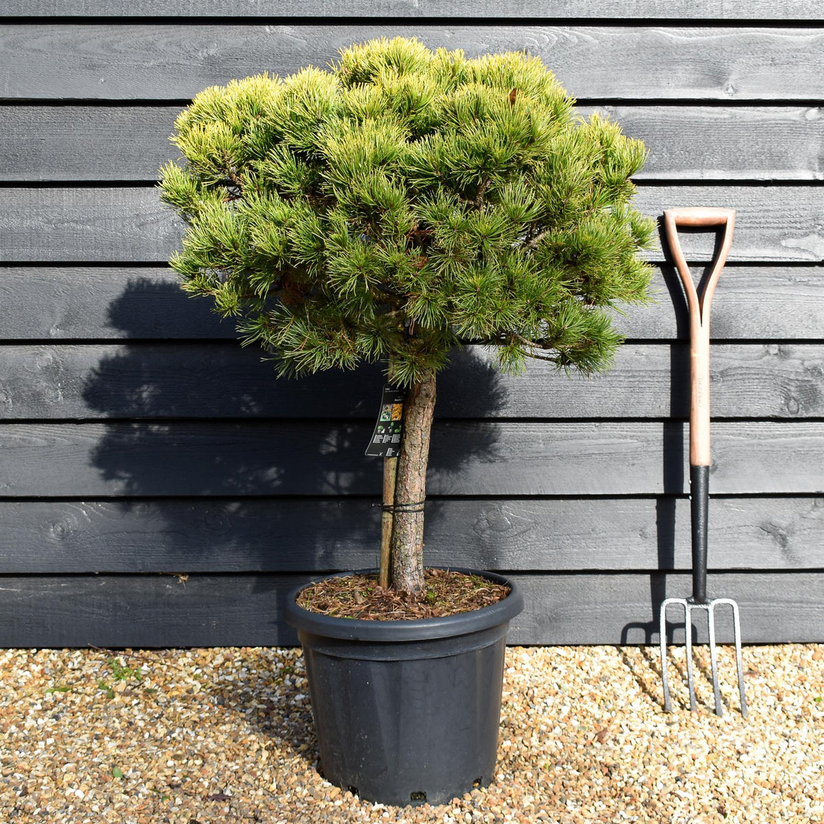 Pinus mugo 'Carsten's Wintergold' - Clear Stem - 100-120cm - 25lt