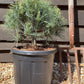 Pinus strobus 'Tiny Curls' | Weymouth pine 'Tiny Kurls' - Height 60cm - Width 30-40cm - 15lt
