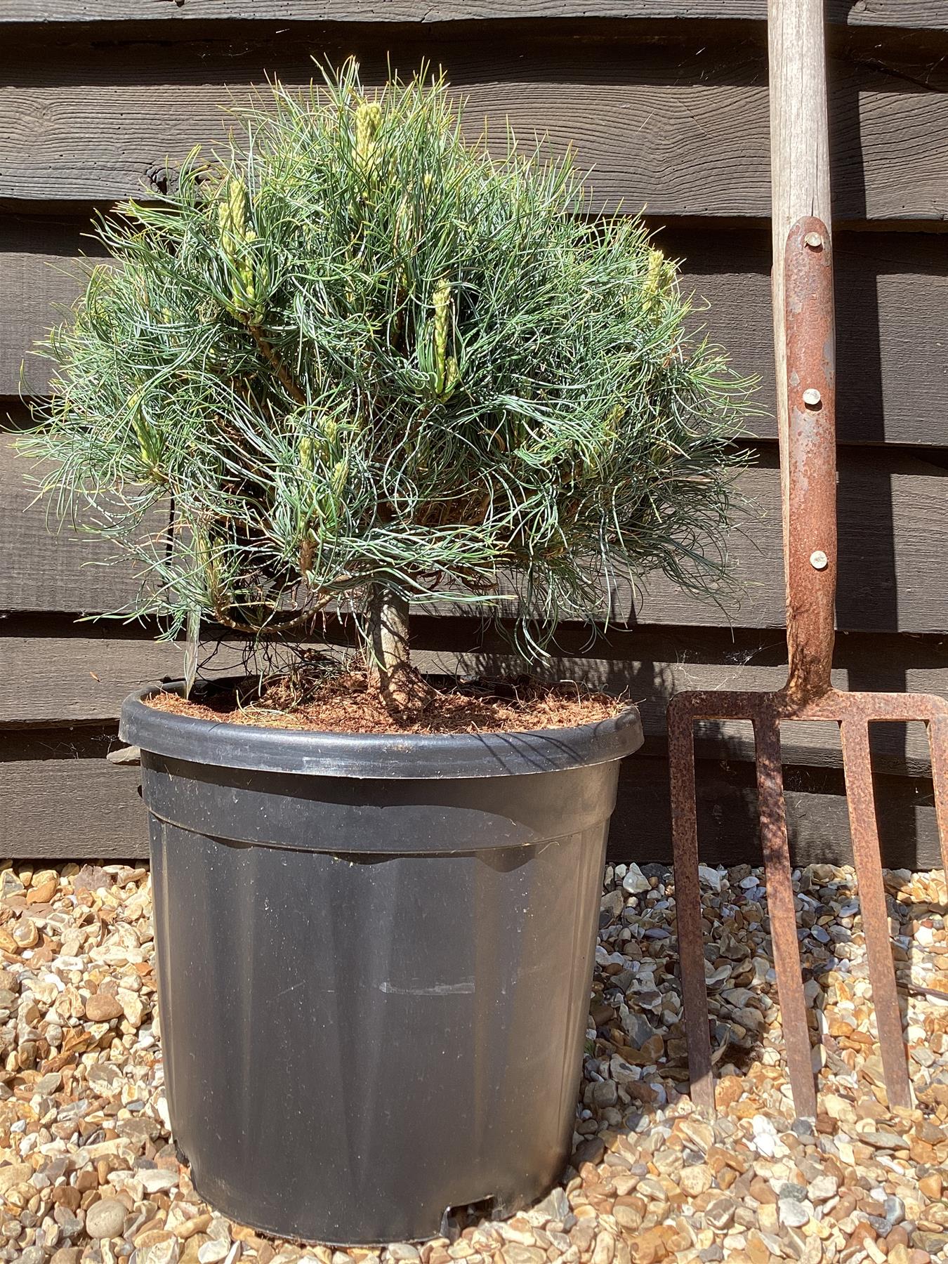 Pinus strobus 'Tiny Curls' | Weymouth pine 'Tiny Kurls' - Height 60cm - Width 30-40cm - 15lt