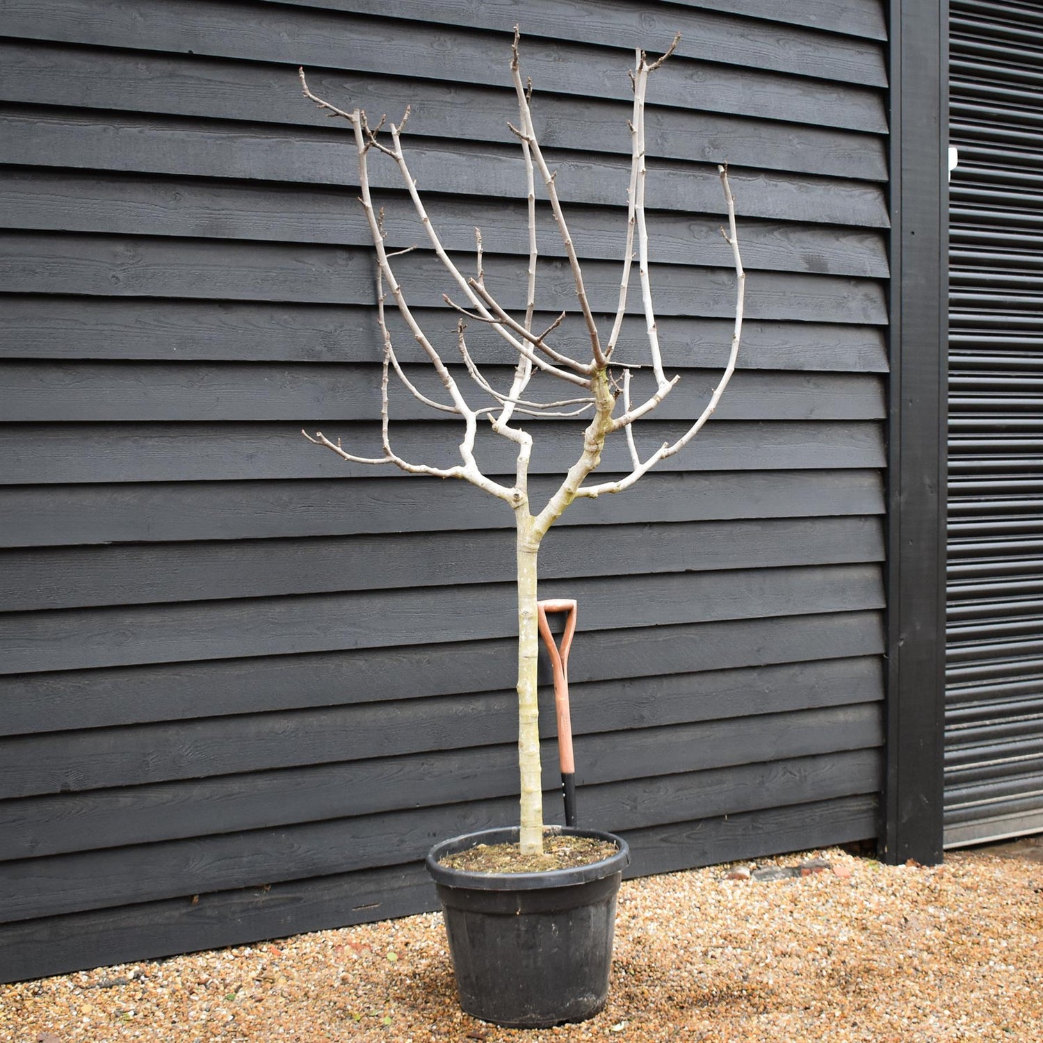 Fig -Ficus carica 'Brown Turkey' - Half Standard - Clear Stem 80-90cm - Height 200-220cm - 55lt