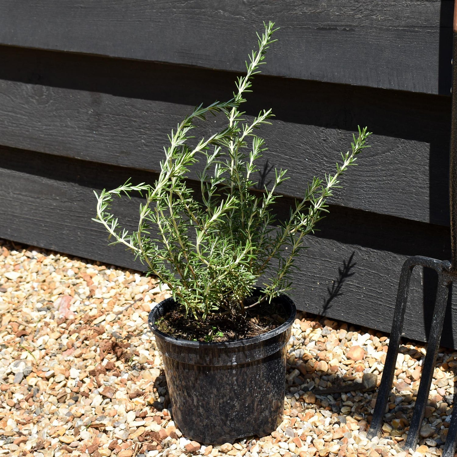 Rosmarinus 'Sissinghurst Blue' - Height 15-25cm - Bushy - 2lt