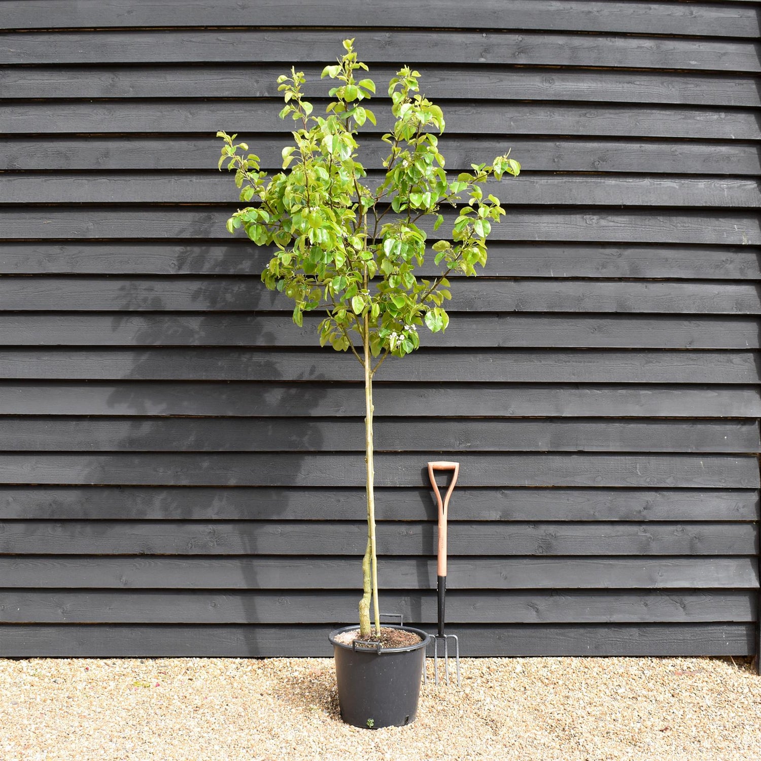 Pyrus calleryana 'Chanticleer' | Callery Pear  | Ornamental Pear Tree - Height 200-250cm - Girth 6-8cm - 30lt