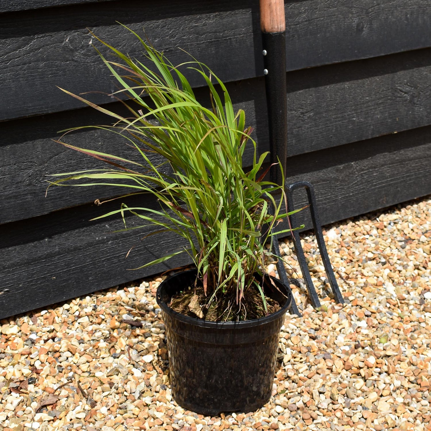 Panicum virgatum 'Shenendoah' - Grass - Perennial -3lt