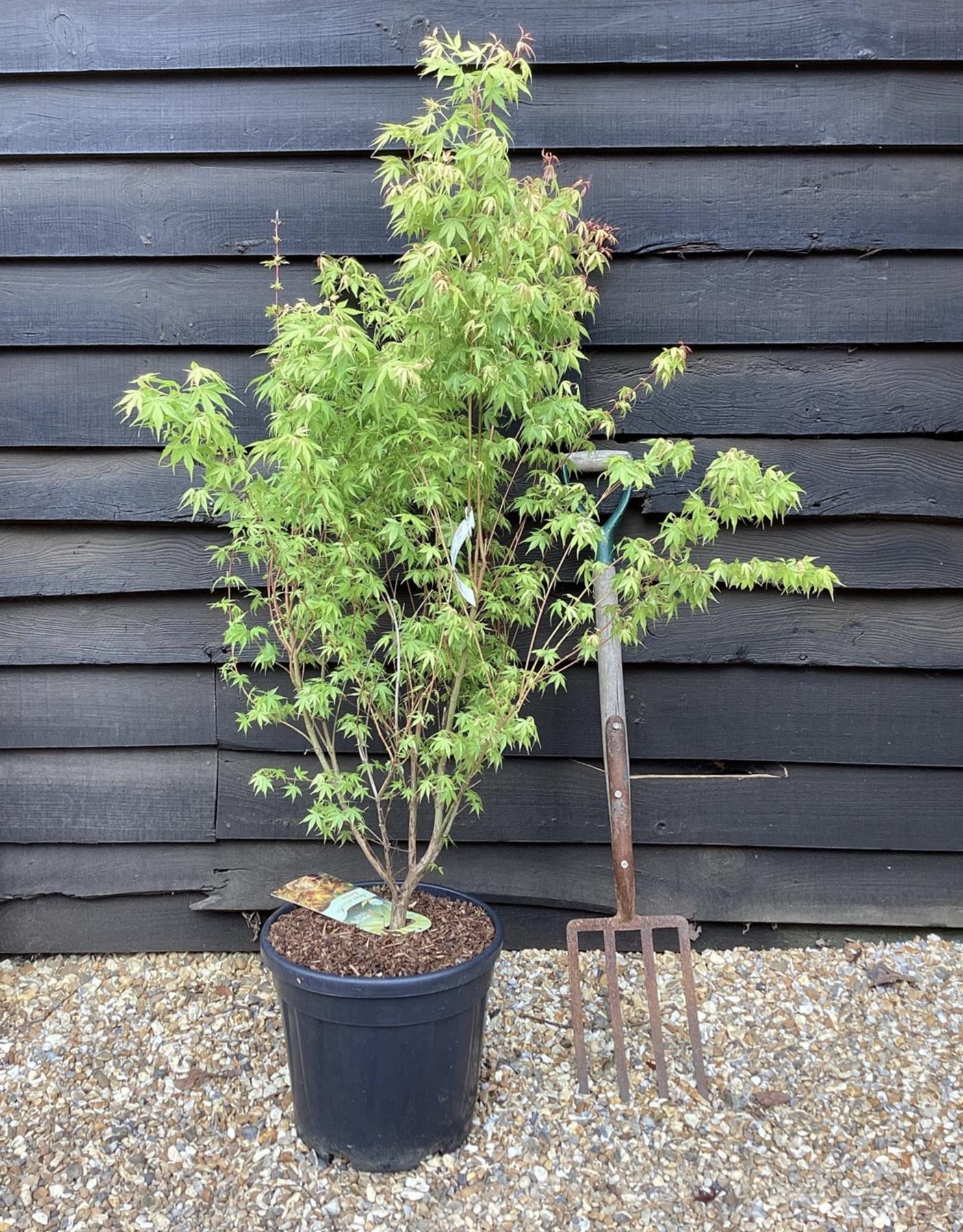 Acer palmatum 'Katsura' | Katsura Japanese Maple - Bushy - Bushy - Height 100-150cm - 20lt