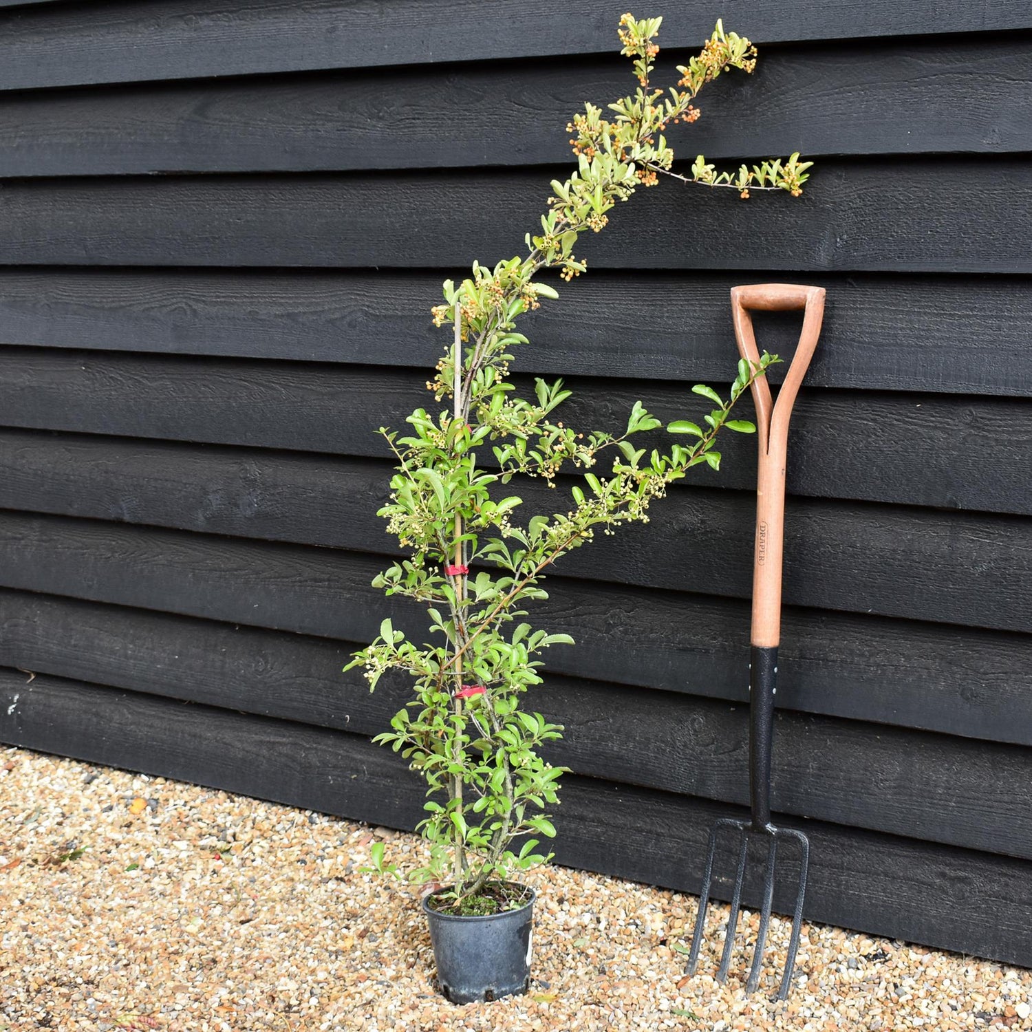 Pyracantha | Firethorn - 10-40cm, 3lt
