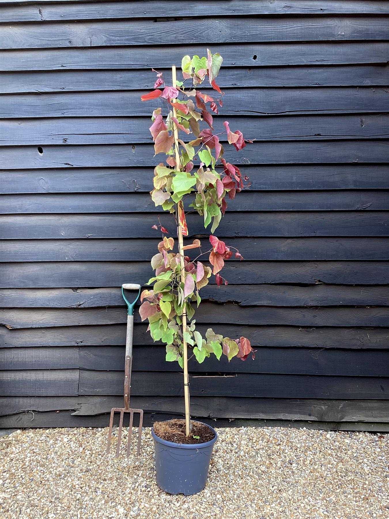 Cercis canadensis 'Eternal Flame' | Redbud | Judas trees - 100-110cm - Bushy - 18lt