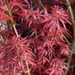 Acer palmatum 'Jerre Schwartz' | Japanese maple 'Jerre Schwartz' - 230-240cm, 35lt
