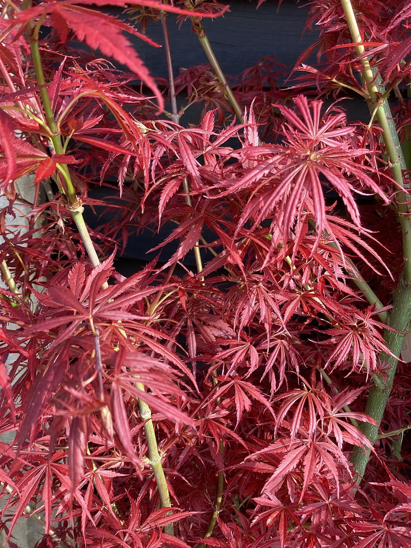 Acer palmatum 'Jerre Schwartz' | Japanese maple 'Jerre Schwartz' - Height 170-190 - 35lt