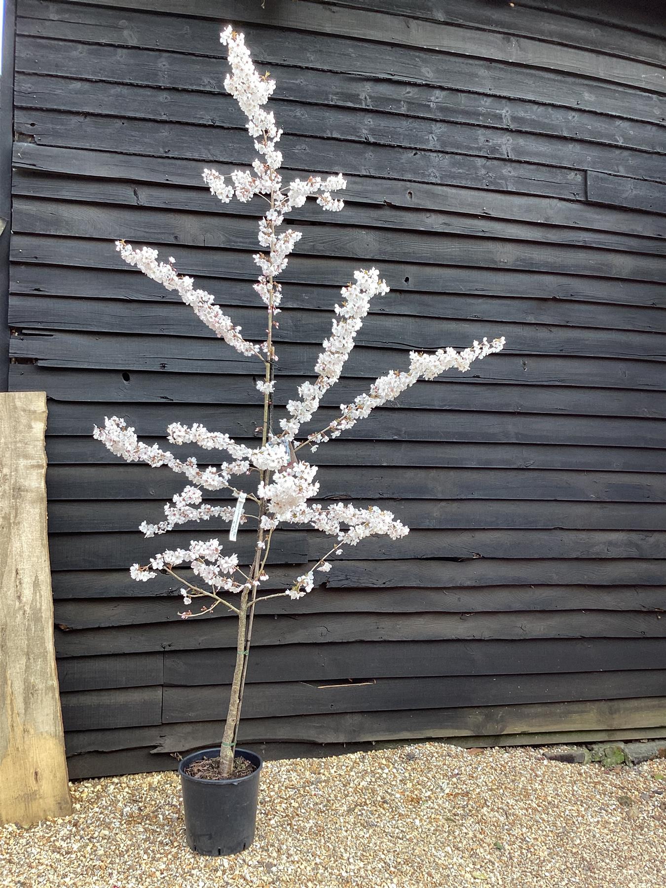 Prunus 'The Bride' | Cherry 'The Bride' - 230-260cm, 20lt