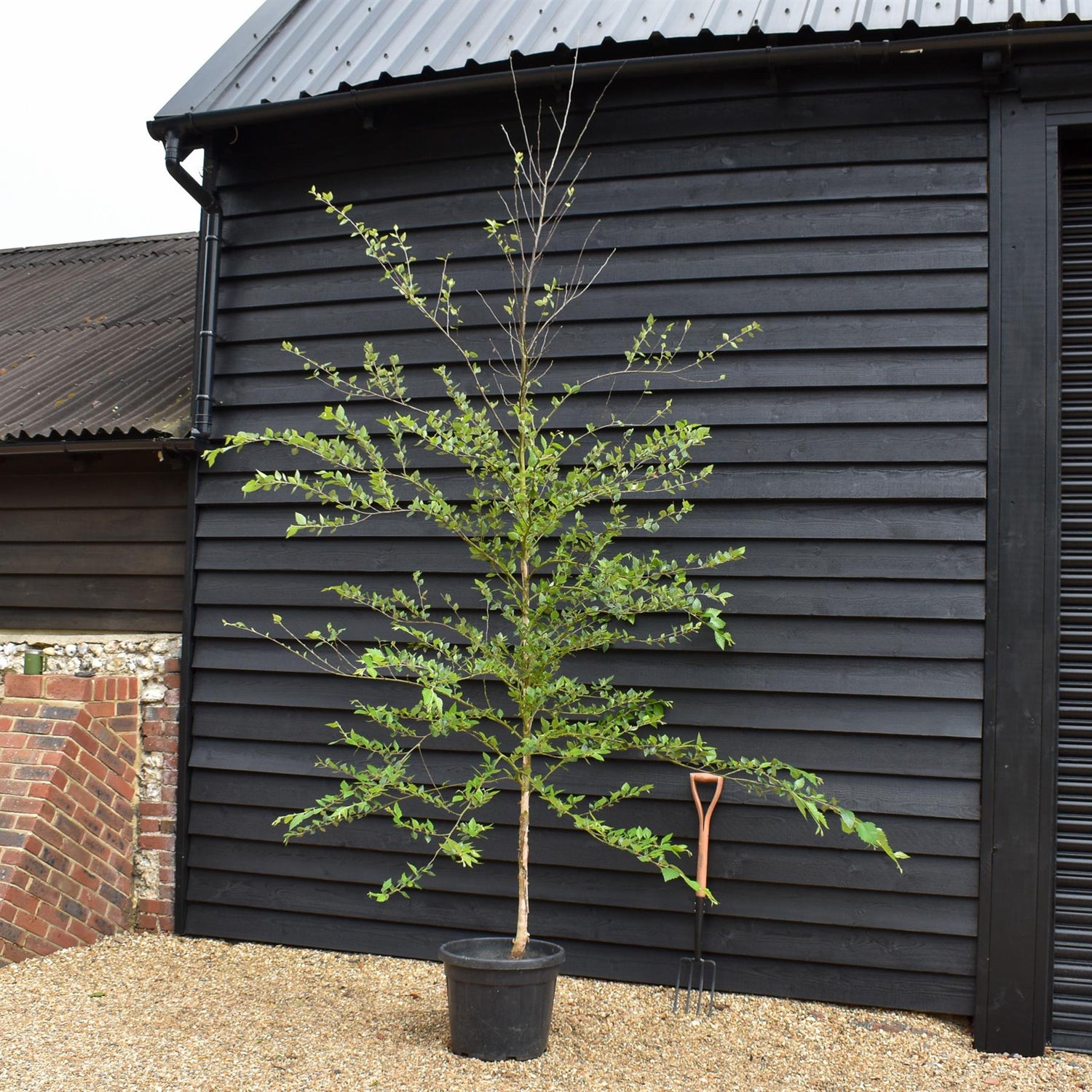 River Birch 'Heritage' | Black Birch Cully | Betula Nigra - Height - 500-550cm - Girth 8-10cm - 45lt