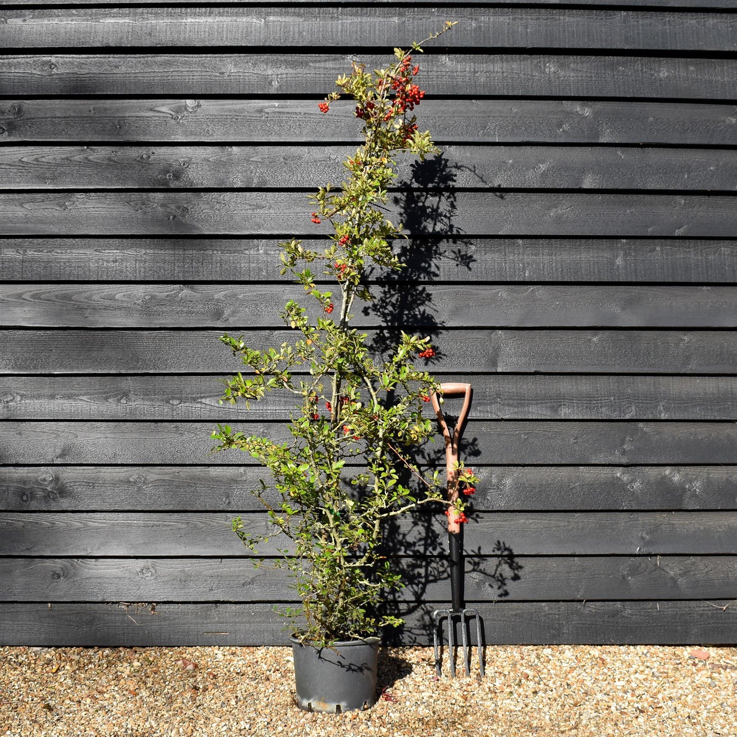 Pyracantha Coccinea Red Column | Red Firethorn - 40-80cm, 10lt