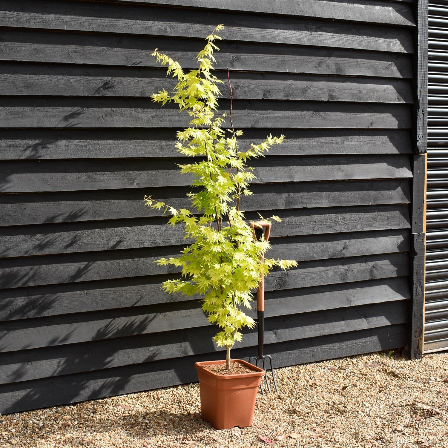 Acer palmatum 'Jordan' | Japanese maple 'Jordan' - Narrow - 140-150cm - 18-20lt