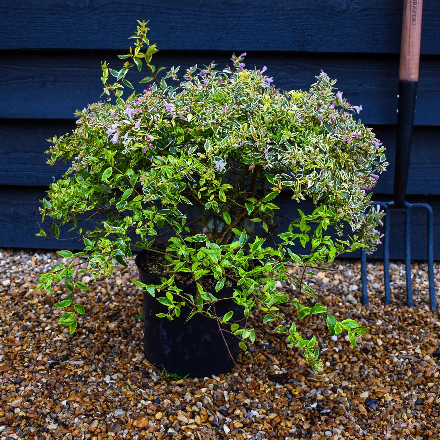 Abelia Hopleys | Abelia Caramel Charm - 45-55cm, 5lt