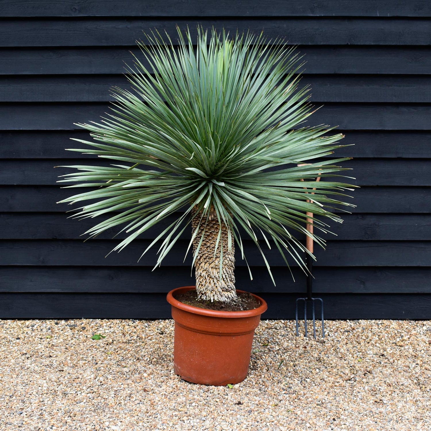 Yucca rostrata 'Blue Swan' - Stem 40-60cm - Height 150-160cm - 65lt