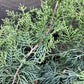 Juniperus 'Grey Owl' - 20/40cm, 10lt