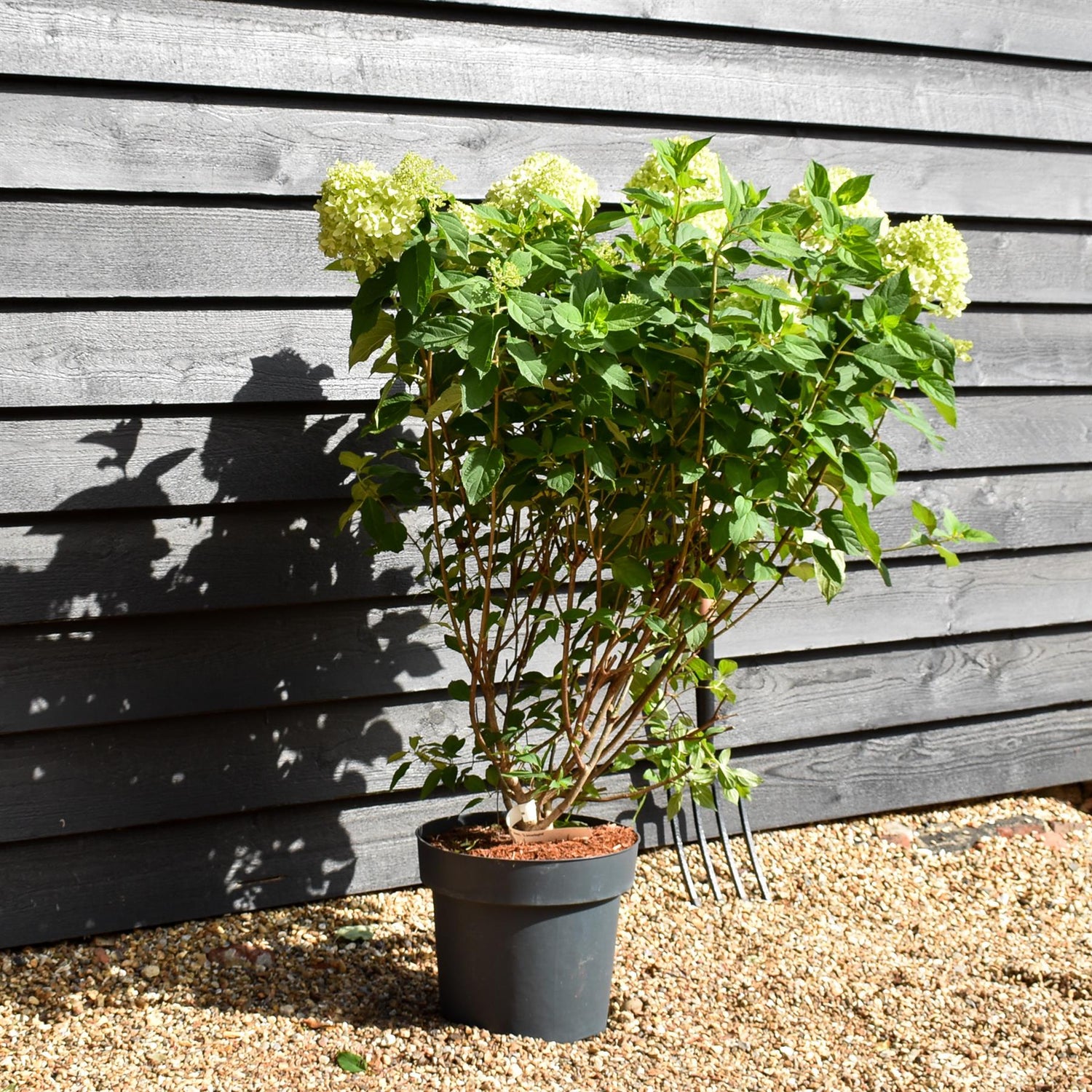 Hydrangea paniculata 'Limelight' - Bushy - Height 50-60cm - 15lt