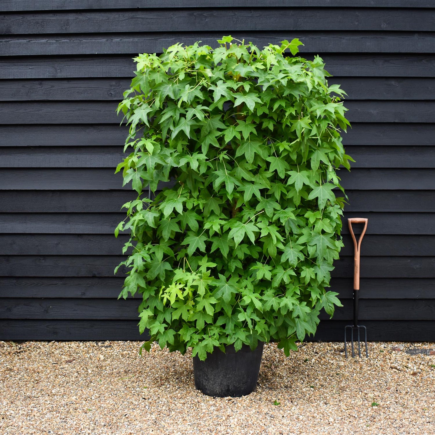 Liquidambar styraciflua | Sweet Gum Tree - Frame - 200-210cm, 55lt