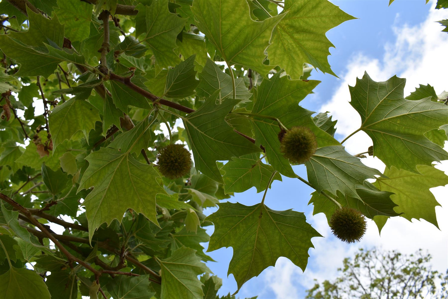 Platanus hispanica | London plane - Girth 21-23cm - Height 340-360cm - 130lt